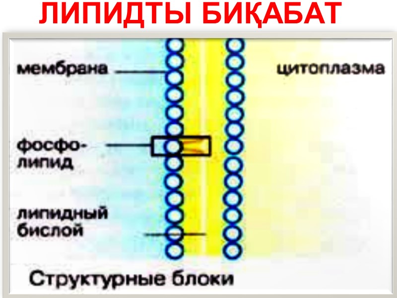 ЛИПИДТЫ БИҚАБАТ